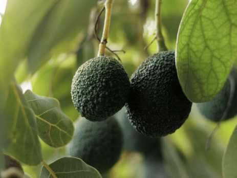 Chile participa con el 95% del total de volumen que importó Argentina en octubre