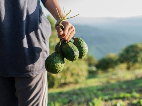 Asia como ventana, no como destino: ¿Hasta cuándo llega el aguacate chileno y quién toma su lugar?