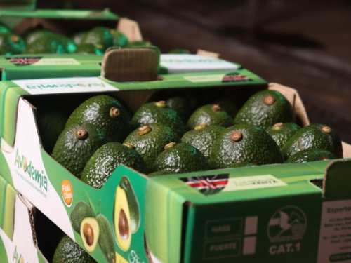 Kenia proyecta un 2026 de intensa actividad sectorial para fortalecer su industria del aguacate