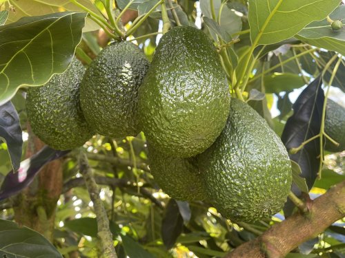 Colombia y el aguacate Hass: la madurez de una industria que compite desde la técnica