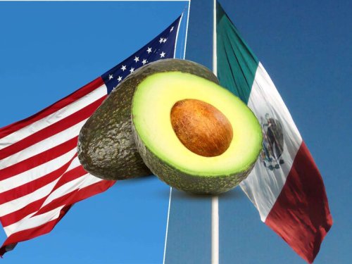 Renegociación de un TLC, aumento sostenido del volumen y competidores: el aguacate de México de frente a su propio éxito