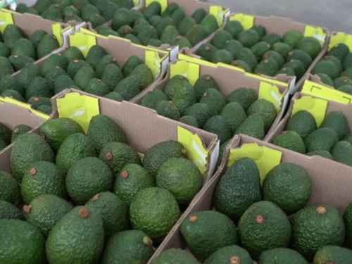Aguacate colombiano en EE.UU.: alivio arancelario sin efecto