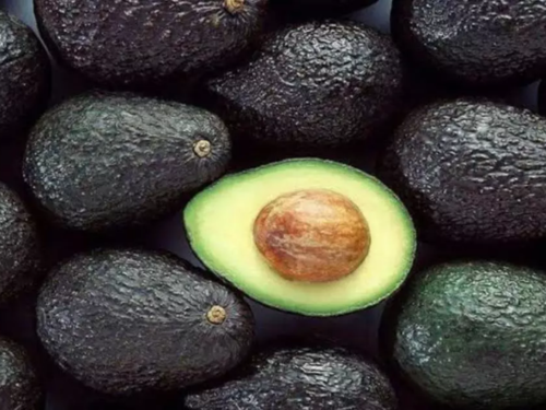 Brasil inicia la campaña Hass con proyecciones de crecimiento