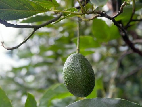 Le Chili double les hectares consacrés à la culture des avocats colombiens