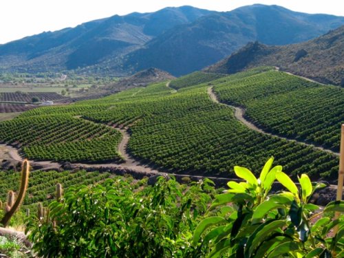 Chilean avocados in Asia: a stable market with the challenge of educating the consumer