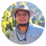 Enero 2026: El mercado chino de palta Hass construye una recuperación con base en la escasez heredada