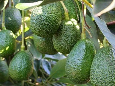 Argentina duplicó sus importaciones de aguacate Hass