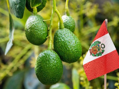 Perú y sus ventanas clave: cinco años de ajustes en exportación