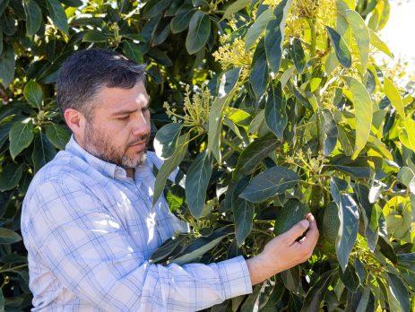 Pintacura y San Ignacio: produciendo aguacates en contextos climáticos desafiantes