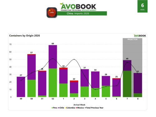 Chile concentra el 92% de los arribos de aguacate a China