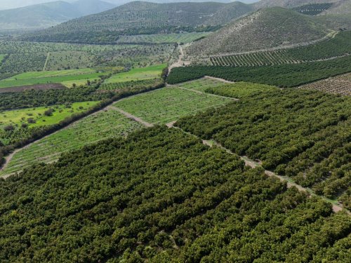 Campo San Ignacio: clima y manejo que sostienen la producción de paltos y cítricos