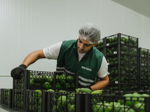 From avocados to new opportunities: Hass Brazil expands its operations with new crops