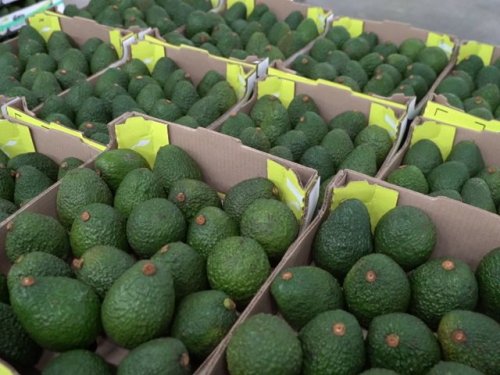 Colombia estabiliza su campaña de aguacate y concentra envíos a Europa