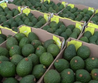 Colombia estabiliza su campaña de aguacate y concentra envíos a Europa