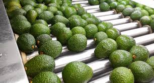 Marruecos reduce exportaciones tras peak de 2024/25