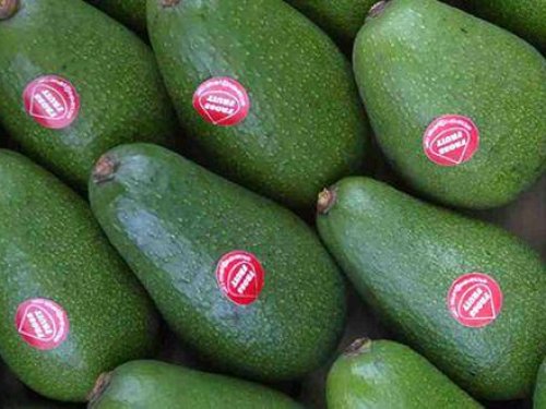 Peruvian avocado shipments to Chile begin with higher projected volume