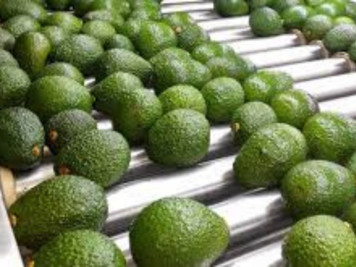 Exportaciones de aguacate de Marruecos se reducen tras peak de 2024/25