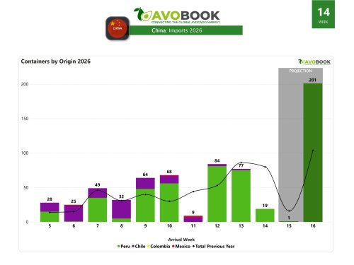 Aguacate en China registra caída de 75% en las llegadas
