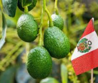 Perú prevé una campaña de aguacate similar o levemente menor al de 2025