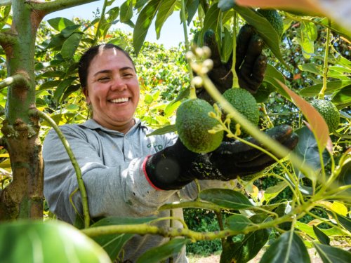 Flowering of the Colombian Hass marks the 2026 harvest