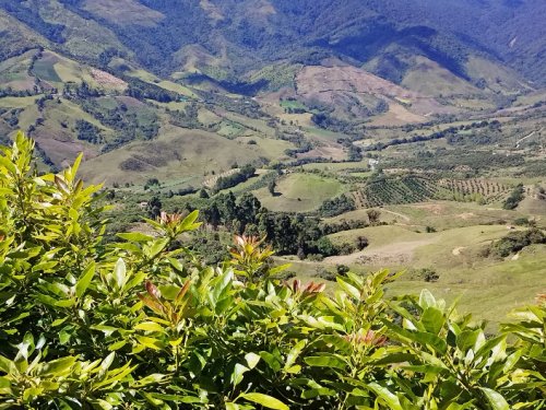 The El Niño phenomenon is putting pressure on avocados in Peru and Chile.