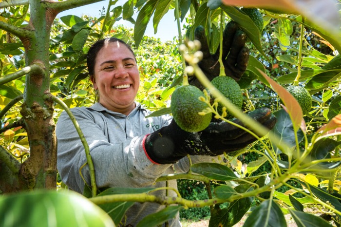 Aguacate colombiano