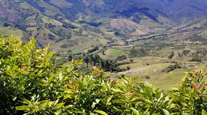 Campo de aguacates Colombiano