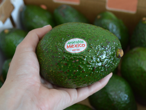Analysis of the avocado market in Jalisco in 2025