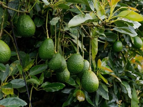 Aguacate de Jalisco mantiene a EE.UU. como principal mercado