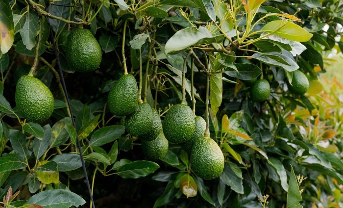 Aguacates Hass verdes colgando de las ramas de un árbol en un huerto comercial listo para la cosecha de exportación.