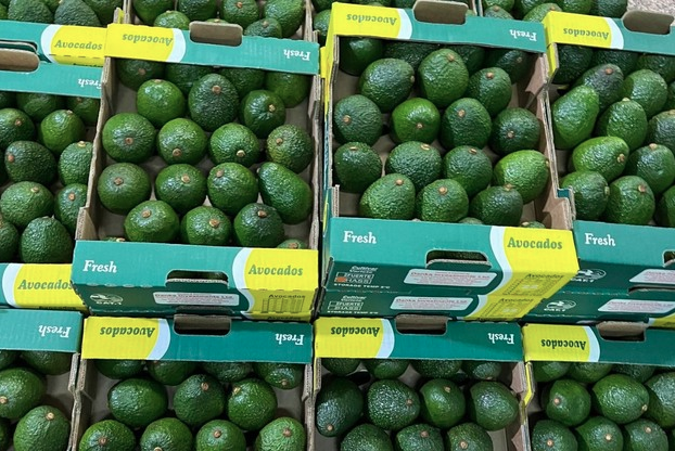 aguacate kenia