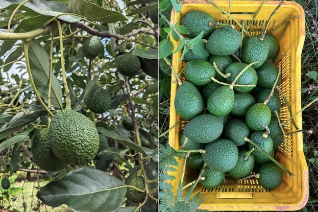 aguacate tanzano