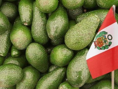 Peru accelerates avocado exports, with Europe leading the way in destinations