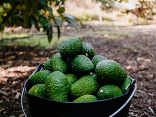 Chile closes campaign with greater export intensity