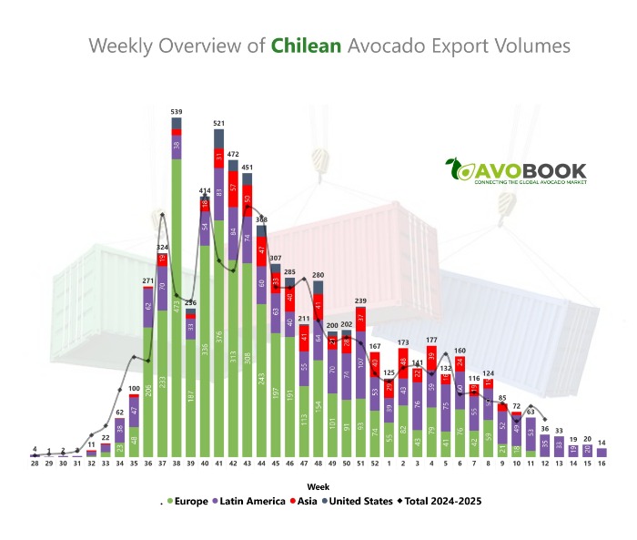 Exportaciones de aguacate Chile 2026