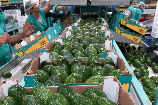 Packin aguacate España