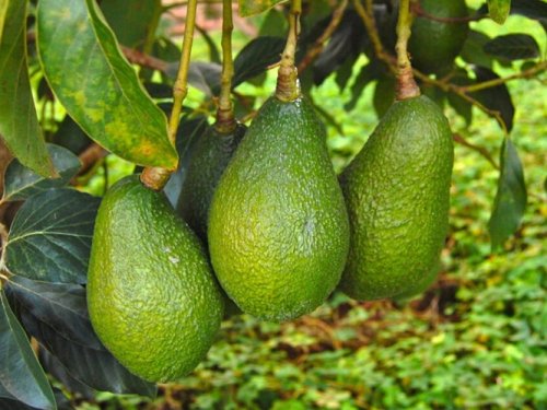 Brazil projects exceeding 40,000 tons of avocado exports in 2026