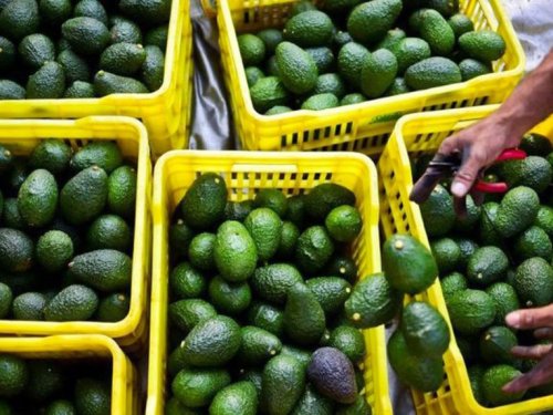 17,000 hectares drive avocado growth in Morocco