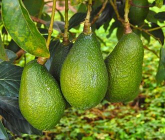Brazil projects exceeding 40,000 tons of avocado exports in 2026