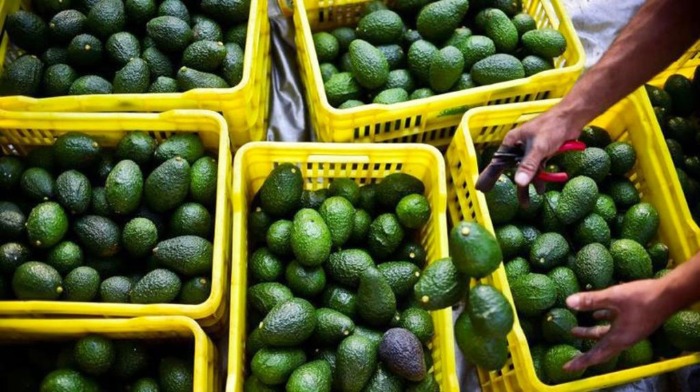 Morroco avocado