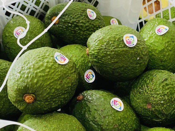 Aguacate Colombiano
