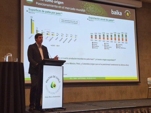 Chilean avocado gains ground in the Argentine market