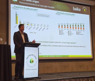 Chilean avocado gains ground in the Argentine market