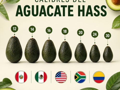 Hass avocado sizes: how they are classified and what they mean for the market