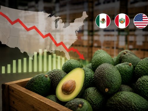Mercado del aguacate después del 5 de mayo: se mantienen precios bajos y alto volumen de fruta