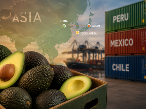 Aguacate en China, Japón y Corea del Sur: un mercado donde los proveedores se reorganizan