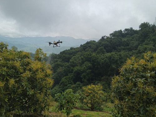 Baika Colombia apuesta por polinización asistida en 450 hectáreas