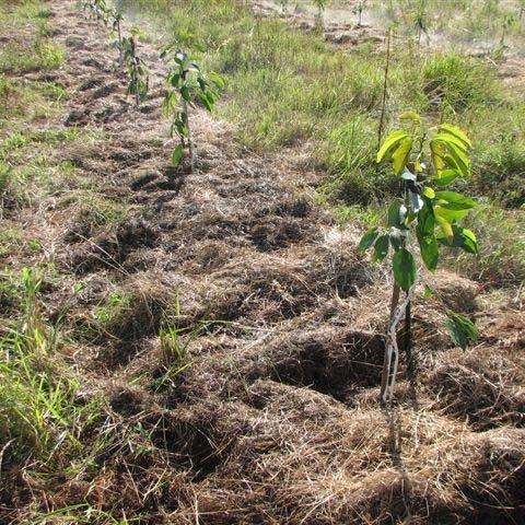 Manejo de cubiertas vegetales y conservación de suelo en huertos de aguacate afectados por sequías en Colombia.