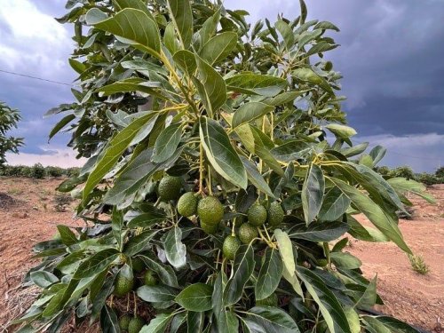 Cómo proteger los huertos de aguacate del Fenómeno del Niño en Colombia