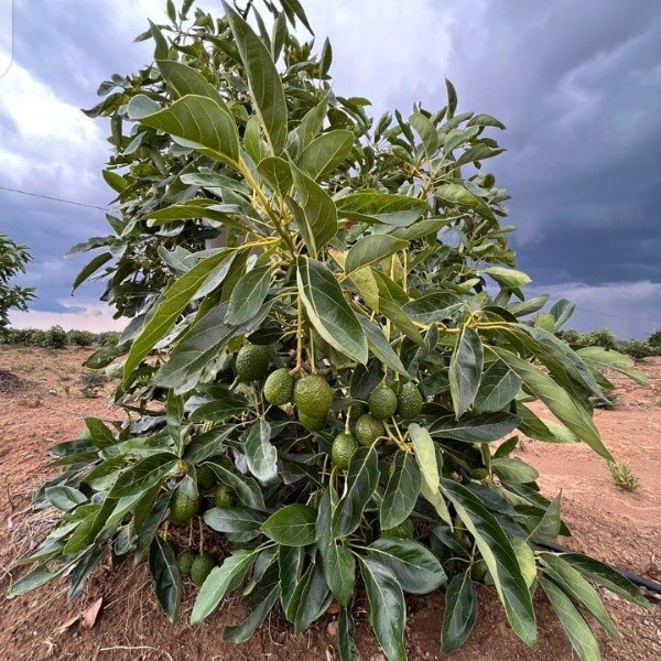 Management of plant cover and soil conservation in avocado orchards affected by droughts in Colombia.